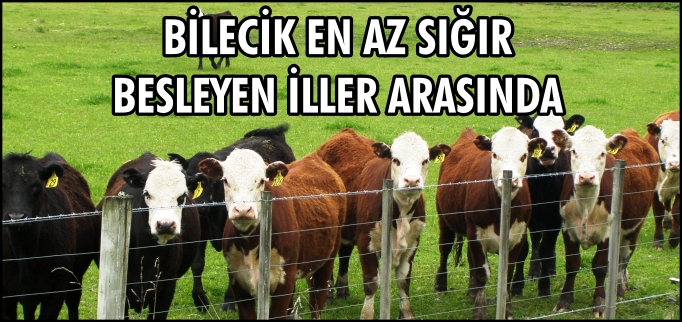 BİLECİK, EN AZ SIĞIR BESLEYEN İLLER ARASINDA