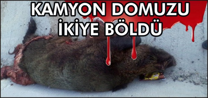 KAMYON DOMUZU İKİYE BÖLDÜ