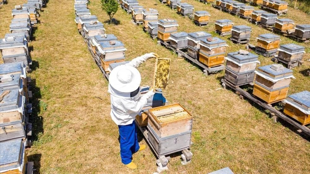 250 adet arı kovanı dağıtacak
