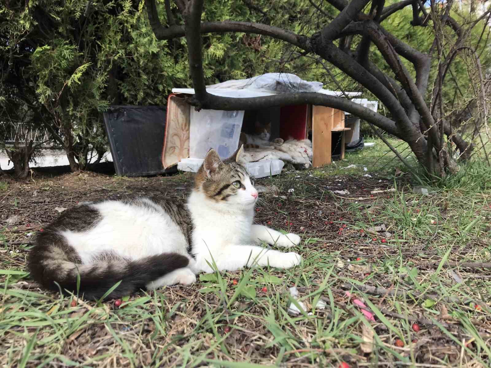 Komşularının istemediği kedileri için parka ev yaptı