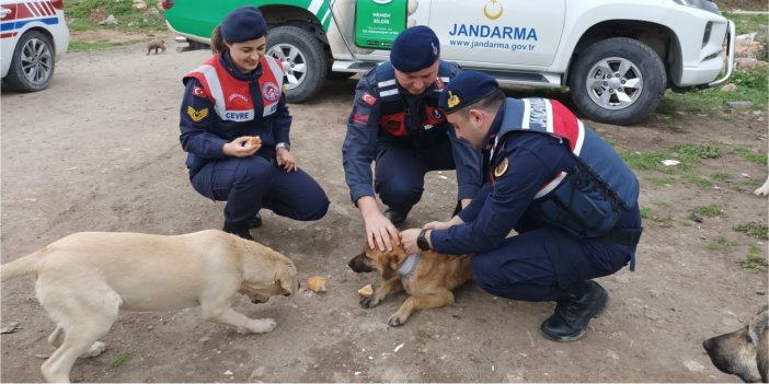 Sokak hayvanlarına 'Reflektif Tasma' takıldı