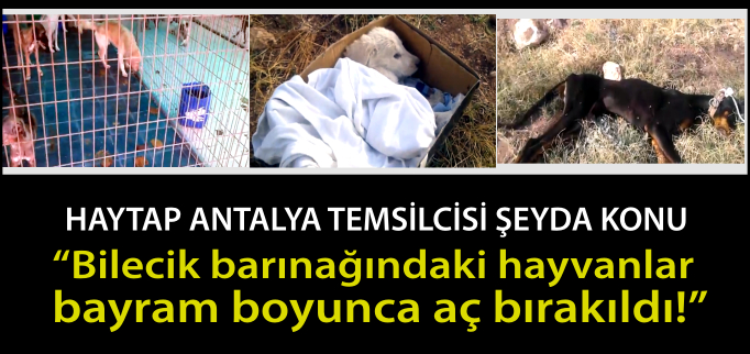 "BİLECİK BARINAĞINDAKİ HAYVANLAR BAYRAM BOYUNCA AÇ BIRAKILDI"