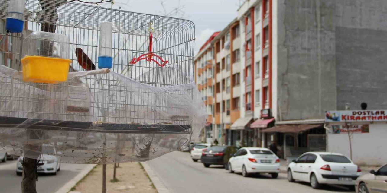 Esnafın evcil kuş hava alsın diye bulduğu çözüm gülümsetti