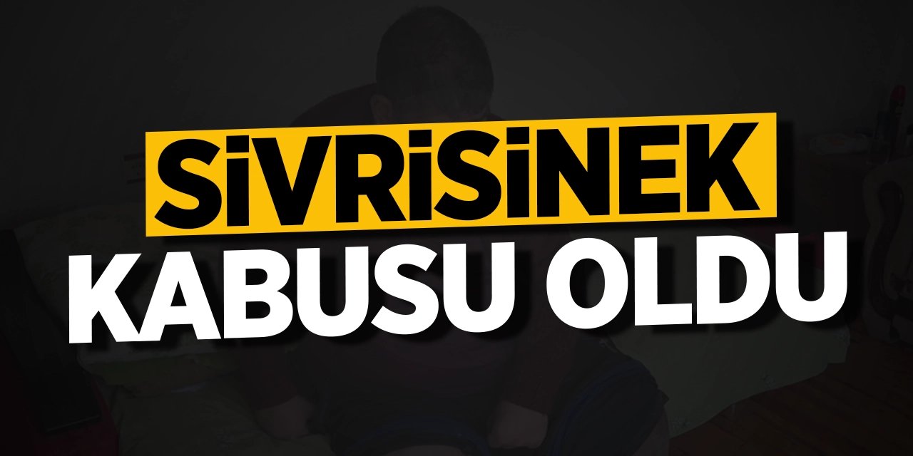 Sivrisinek kabusu oldu!