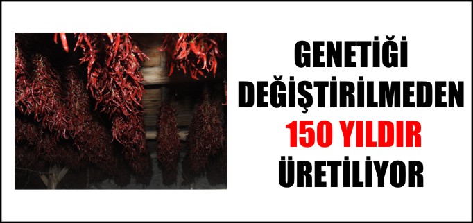 GENETİĞİ DEĞİŞTİRİLMEDEN 150 YILDIR ÜRETİLEN BİBER
