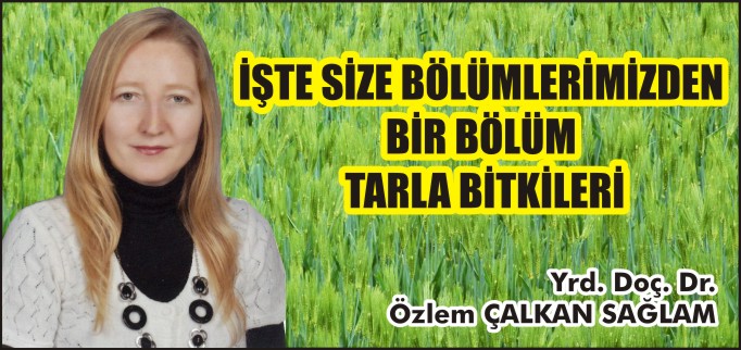 İŞTE SİZE BÖLÜMLERİMİZDEN BİR BÖLÜM TARIM BİTKİLERİ