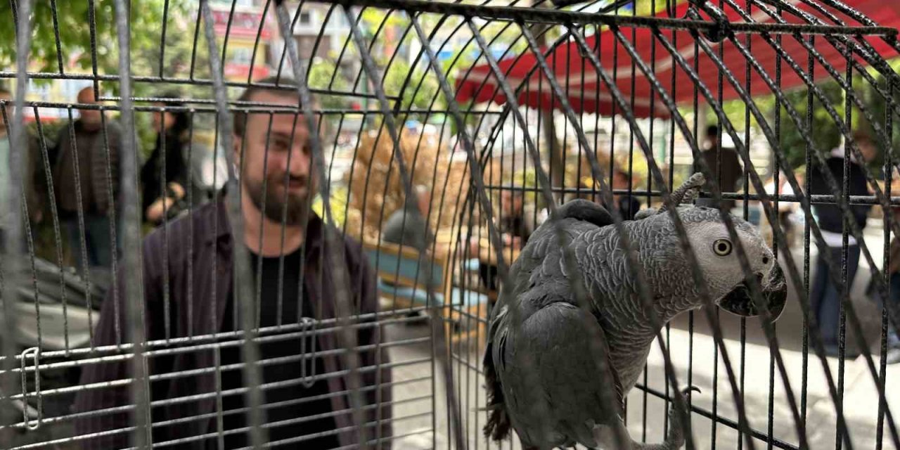 ’Pala’ isimli papağan kargalara imrendi, Türkçeyi unuttu