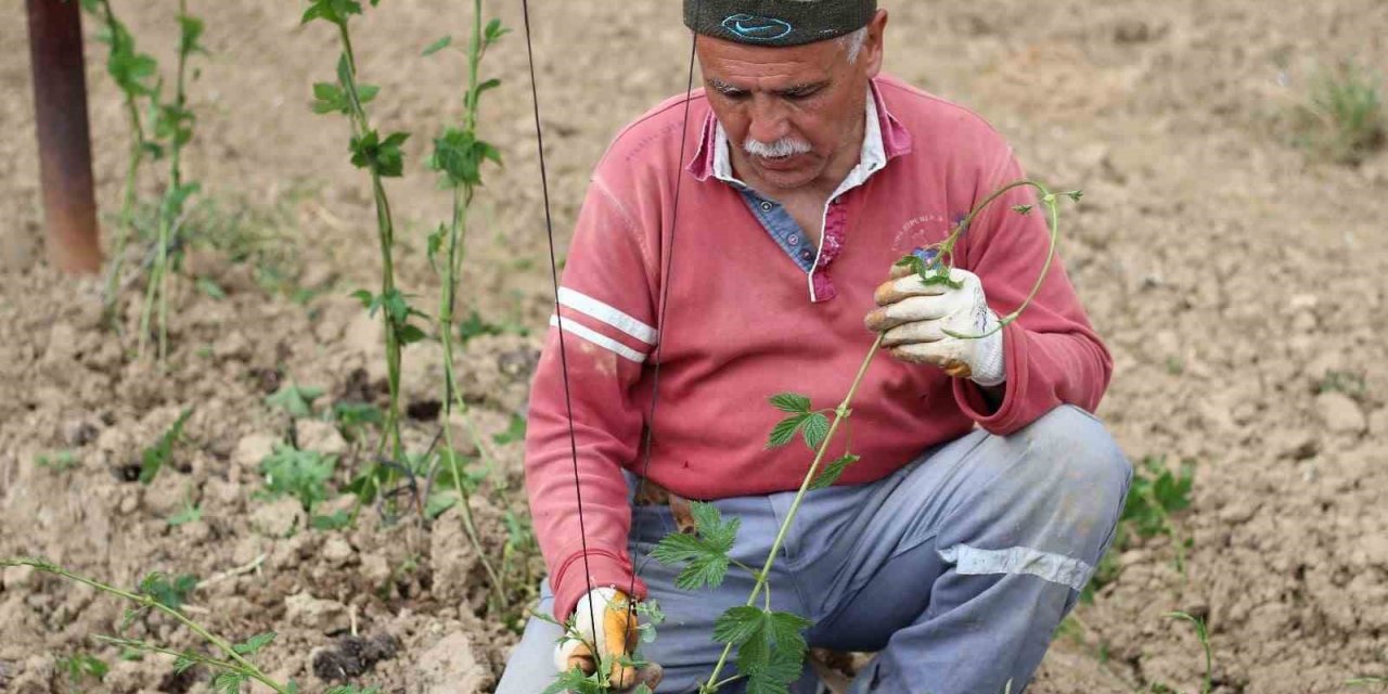 Şerbetçiotu tarlalarında hummalı çalışma sürüyor