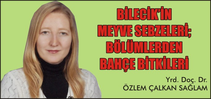 BİLECİK’İN  MEYVE SEBZELERİ;  BÖLÜMLERDEN  BAHÇE BİTKİLERİ