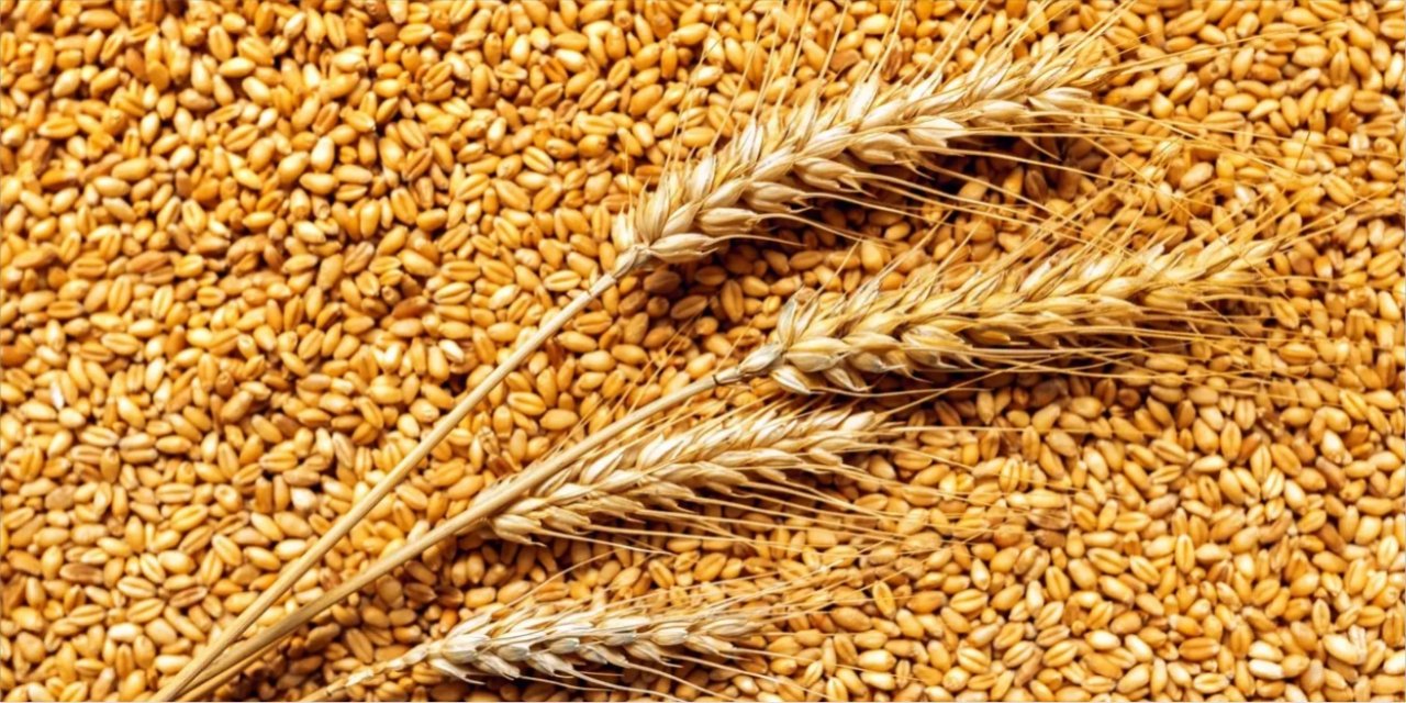 TMO'nun buğday alım fiyatı belli oldu