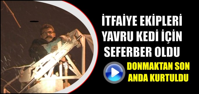 İTFAİYE EKİPLERİ AĞAÇTA MAHSUR KALAN YAVRU KEDİ İÇİN SEFERBER OLDU