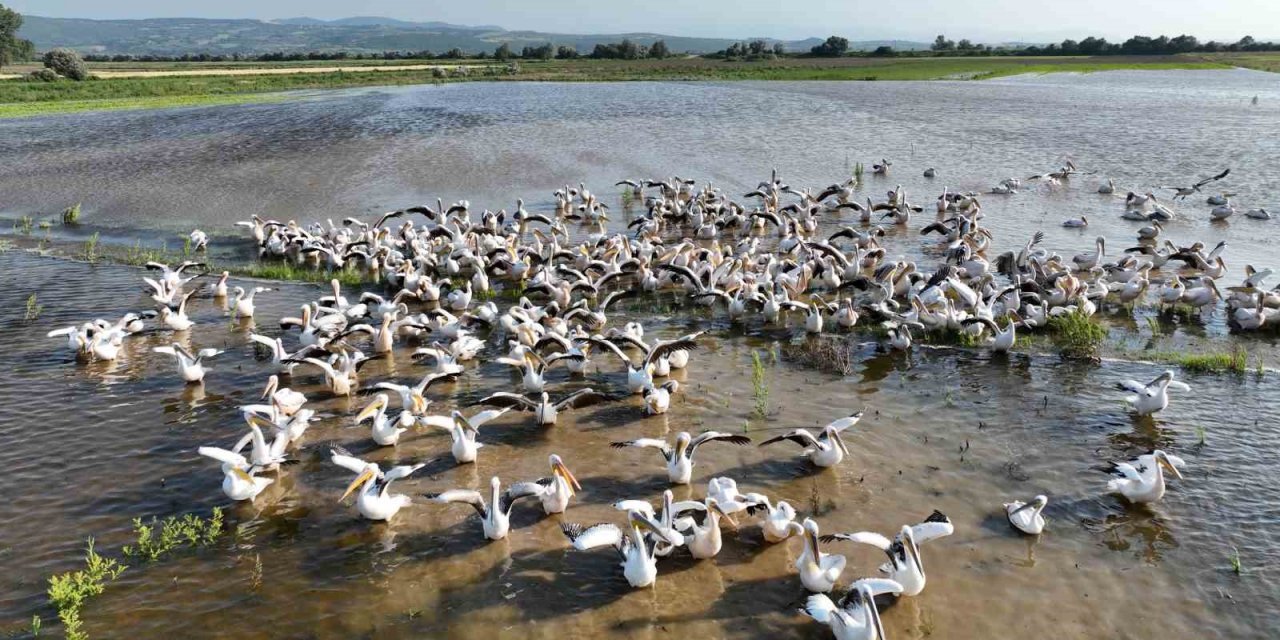 Binlerce kilometre uzaktan geldiler