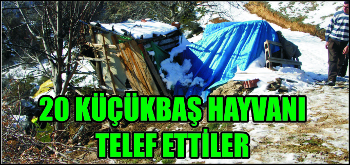 20 KÜÇÜKBAŞ HAYVANI TELEF ETTİLER