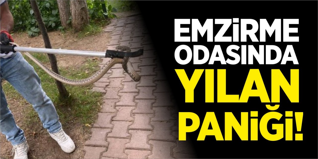 Emzirme odasında engerek yılanı paniği