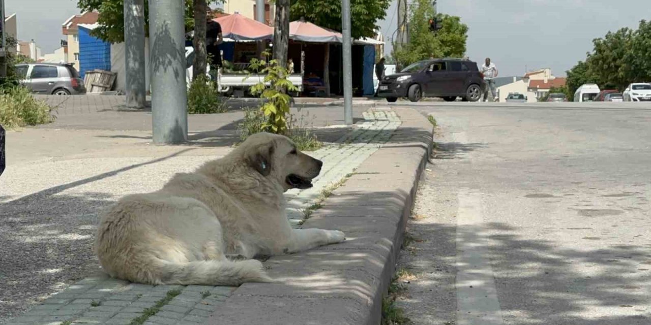 Başıboş sokak köpekleri site sakinlerini bezdirdi