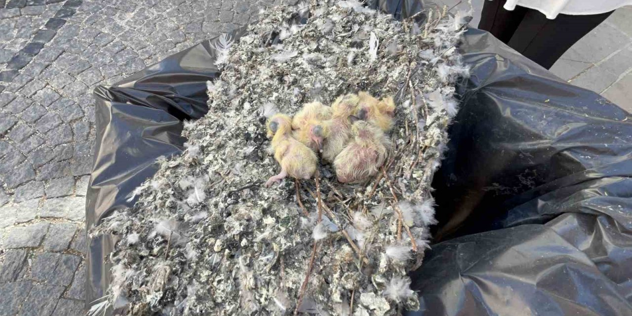 Tadilat esnasında bulunan güvercin yuvası çöpe bırakıldı