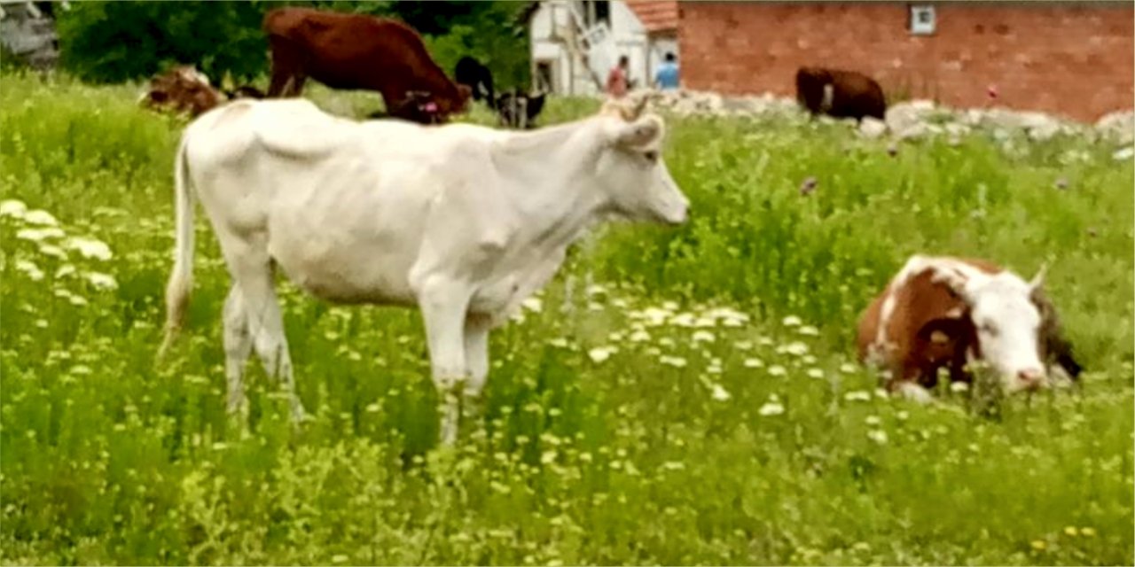 Kaçak düvelerden 2'ncisi de bulundu