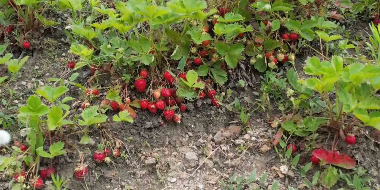 Çilek üreticisine şok...Geçen yıl 18 liraydı, bu yıl 5 lira