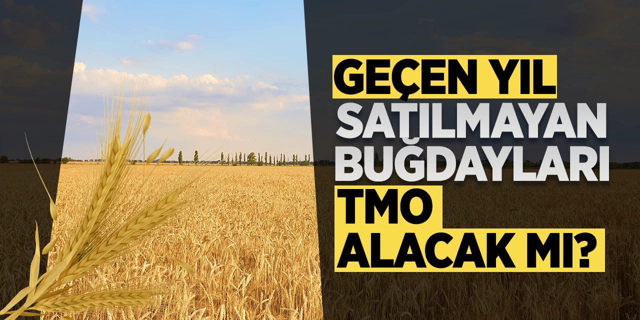 Geçen yıl satılmayan buğdayları TMO alacak mı?