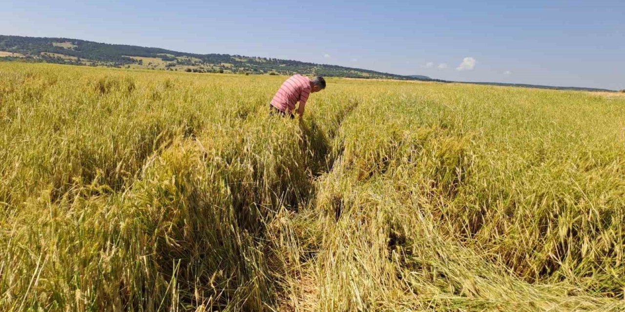 Dolu hasat edilmeyecek düzeye getirdi