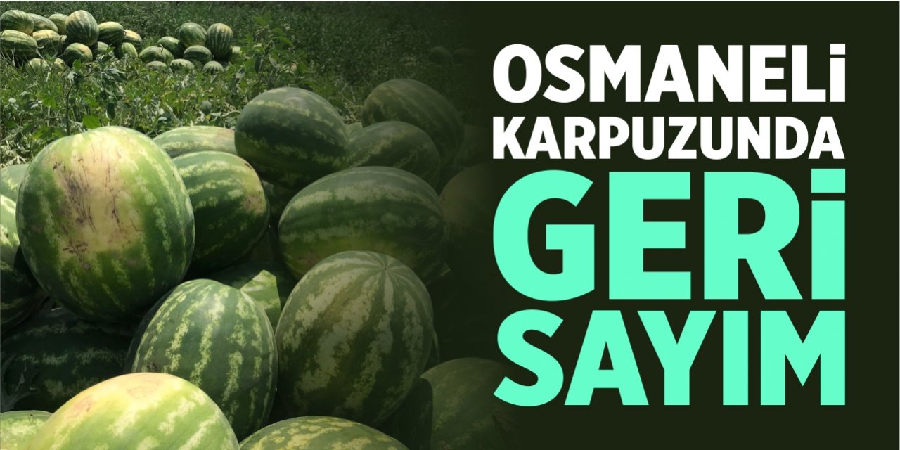 Osmaneli karpuzunda geri sayım