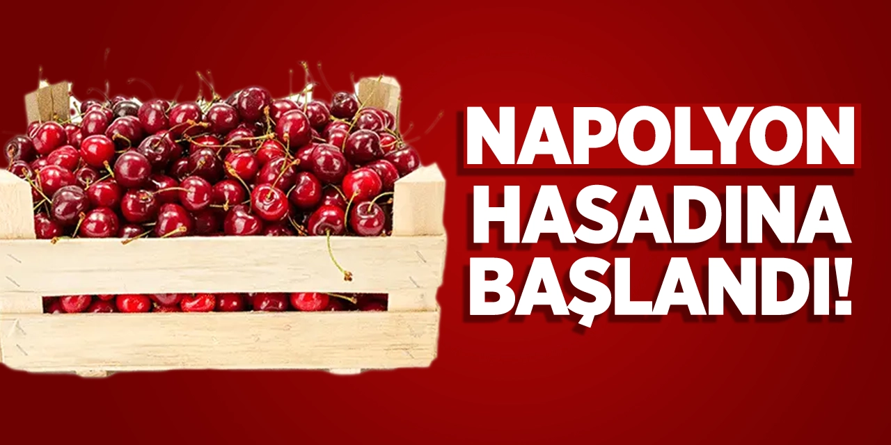 ‘Napolyon’ hasadına başlandı