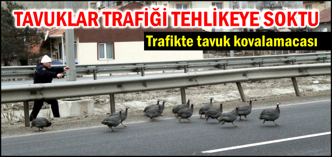 TAVUKLAR TRAFİĞİ TEHLİKEYE SOKTU