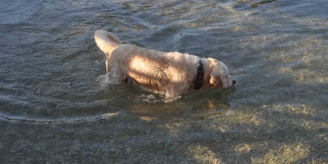 Köpek çözümü süs havuzunda buldu