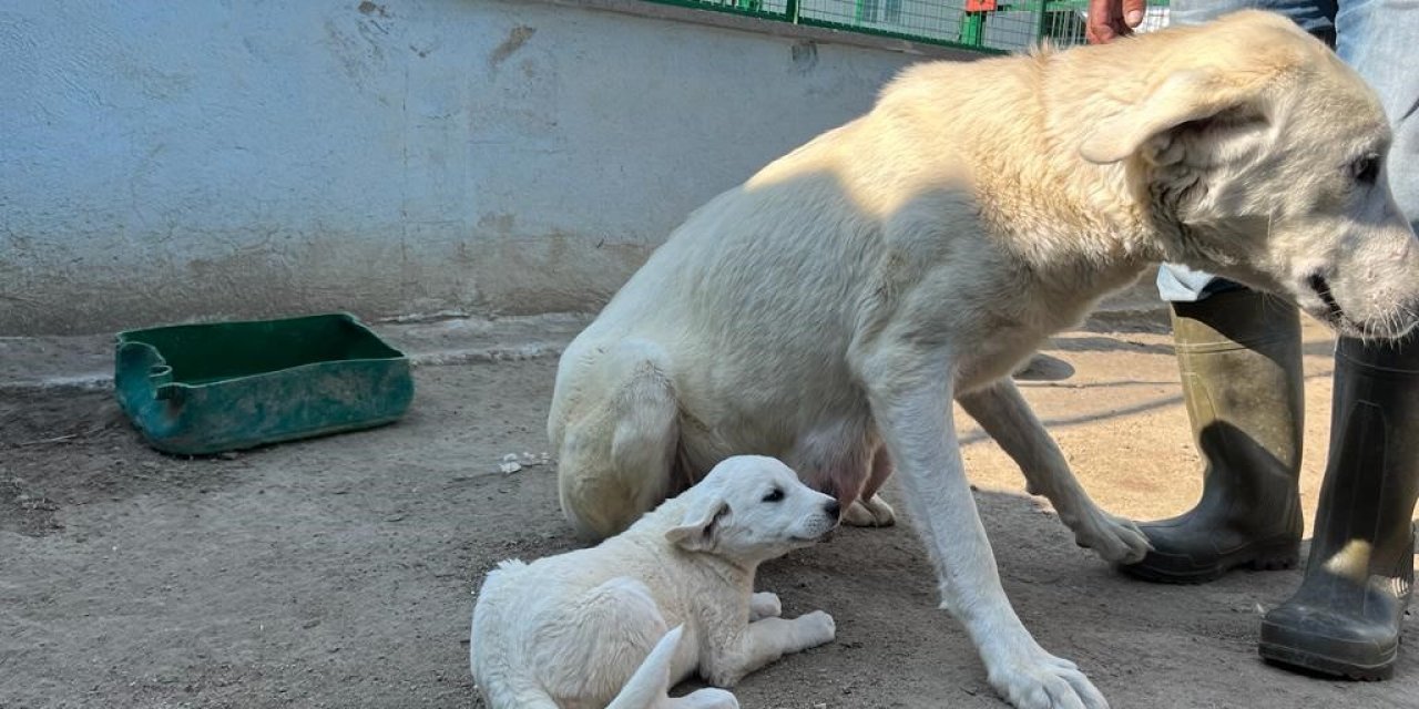 Koruma altındaki Sivrihisar akbaşlarının üreme dönemi başladı