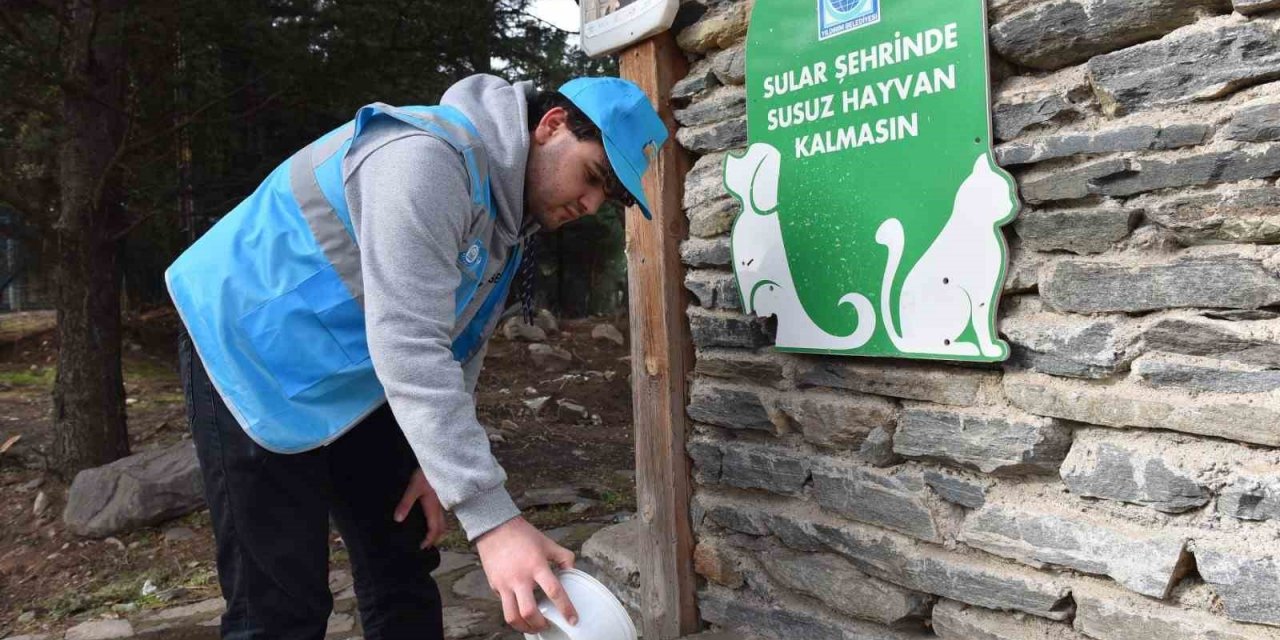 Sokak Hayvanlarının Yanındalar