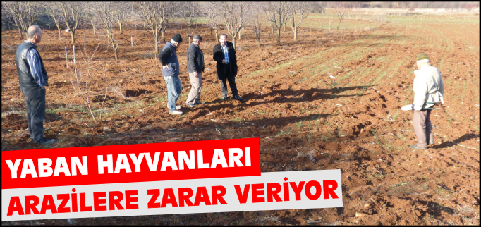 YABAN HAYVANLARI ARAZİLERE ZARAR VERİYOR İDDİASI