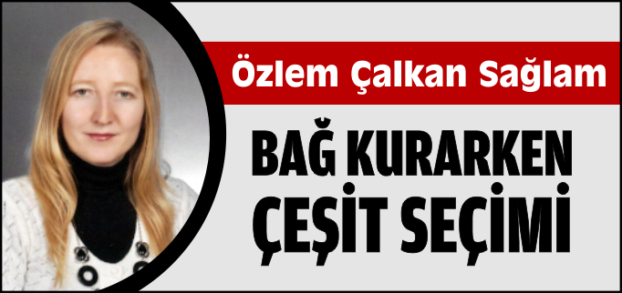 BAĞ KURARKEN ÇEŞİT SEÇİMİ