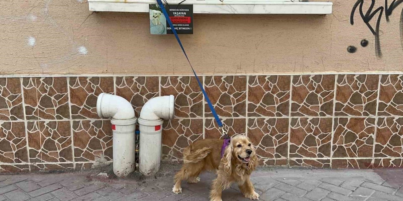 Zehirlenerek Öldürüldü