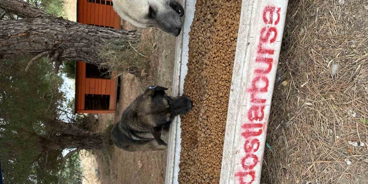 Sokak Hayvanları İçin Yüzlerce Kilo Mama Topladılar