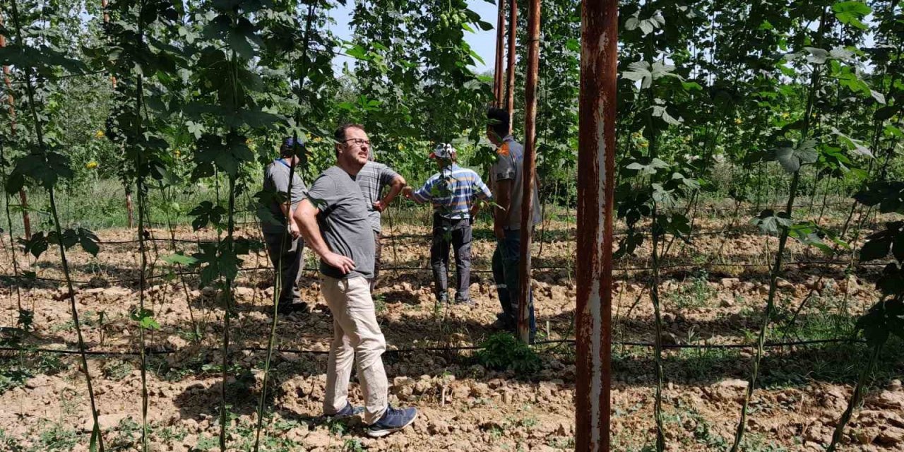 Şerbetçiotu Tarlaları Hasat Öncesi Kontrol Edildi