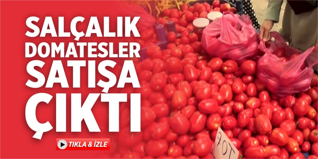 Salçalık domatesler satışa çıktı