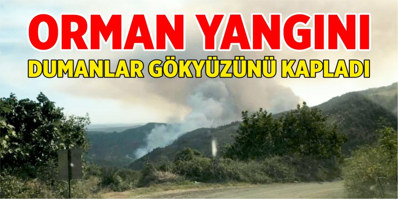 Osmaneli'nde orman yangını!