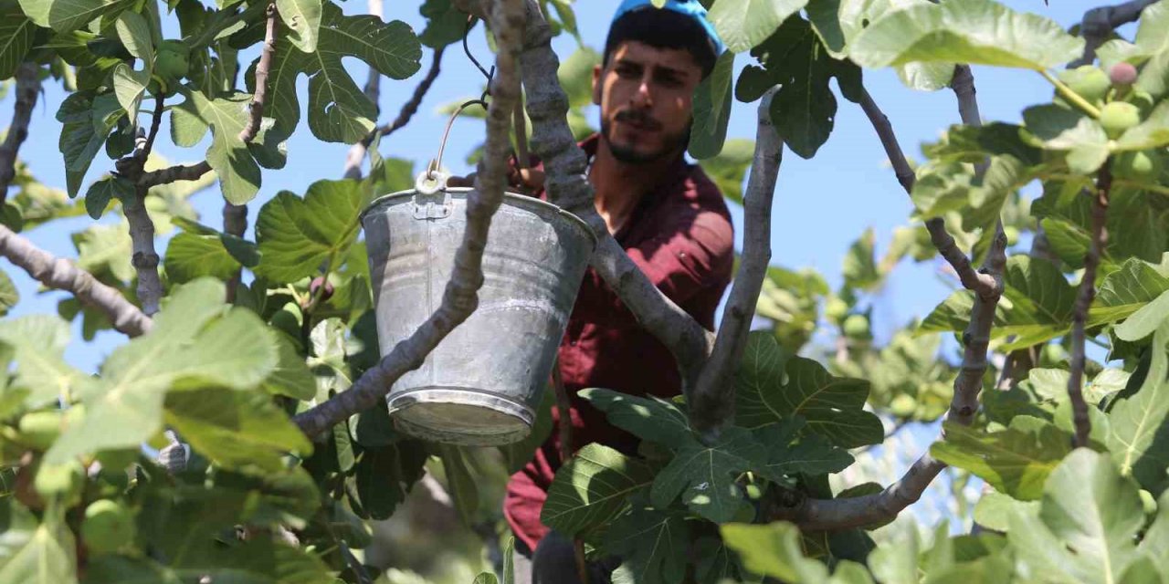 Siyah İncirde Hasat Zamanı