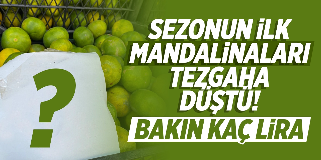 Sezonun İlk Mandalinaları Tezgaha Düştü: Bakın Mandalinanın Kilosu Kaç Lira