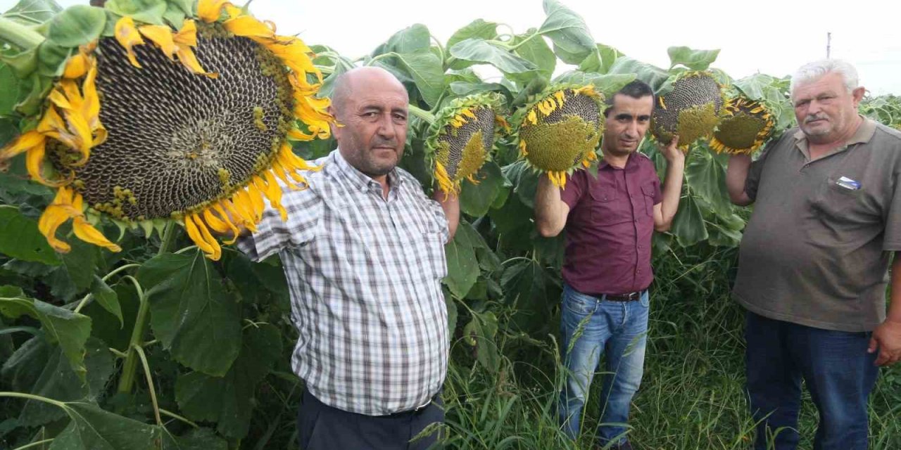 Ay Çekirdeği Çiftçinin Yüzünü Güldürecek