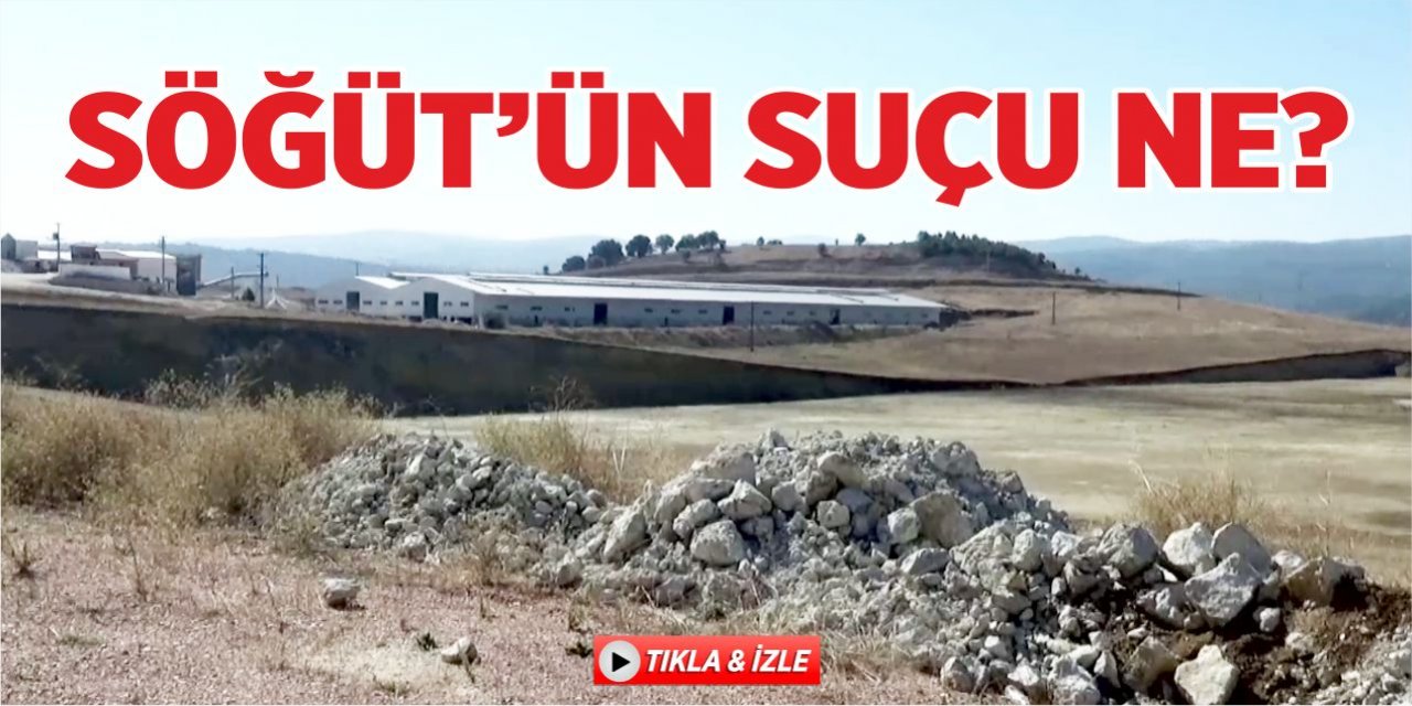 Söğüt’ün suçu ne?