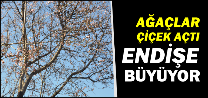 AĞAÇLAR ÇİÇEK AÇTI