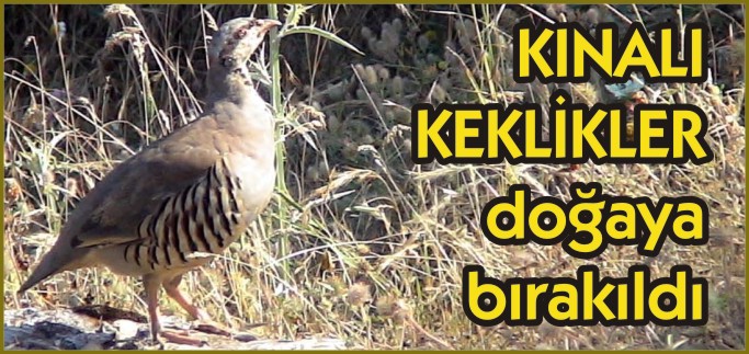 İLİMİZ MEŞHUR KINALI KEKLİKLERİNİ TEKRAR GÖREBİLİRSİNİZ