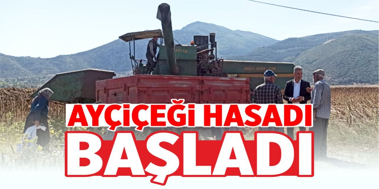 Ayçiçeği hasadı başladı