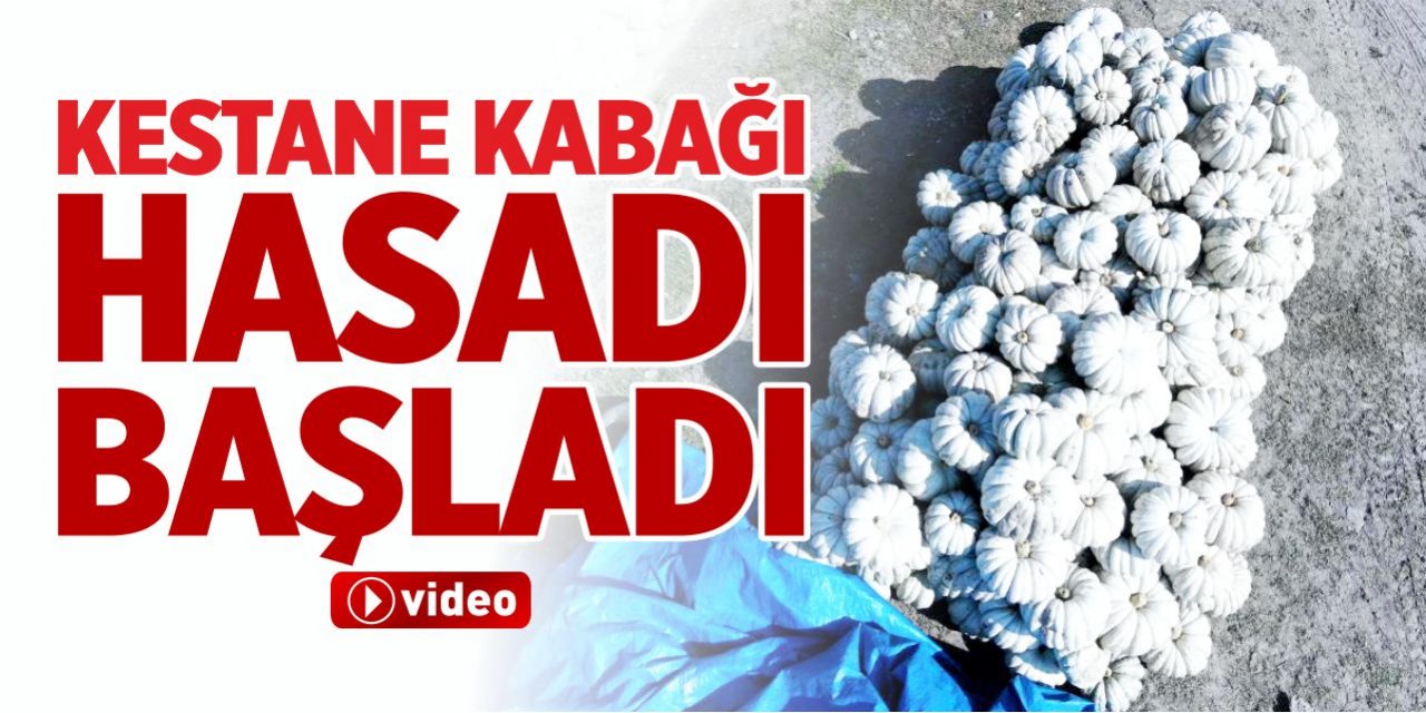 Kestane Kabağı hasadı başladı