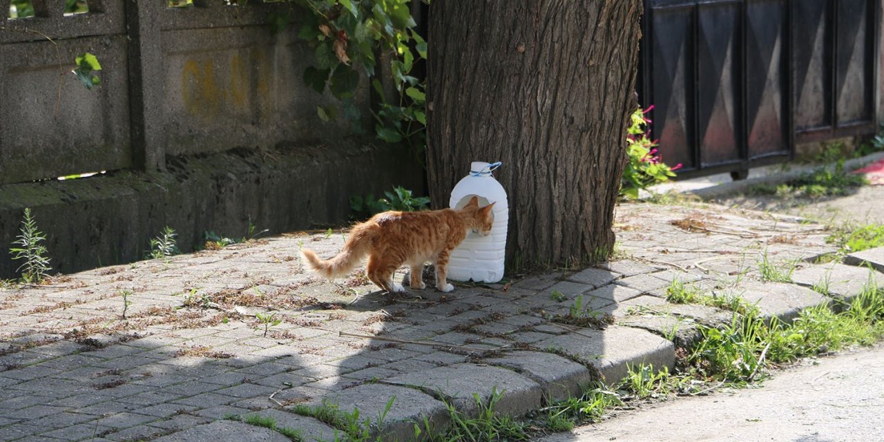 Yürek Isıtan Etkinlik