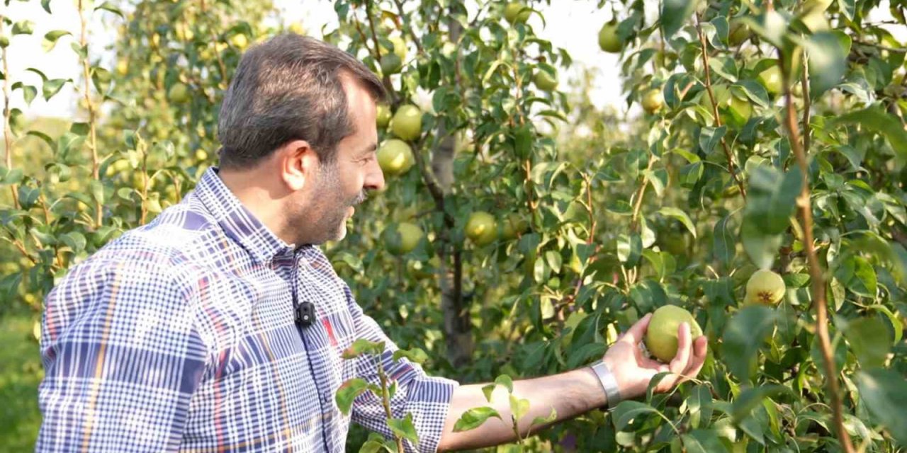 Deveci Armudu Hasadı Başladı