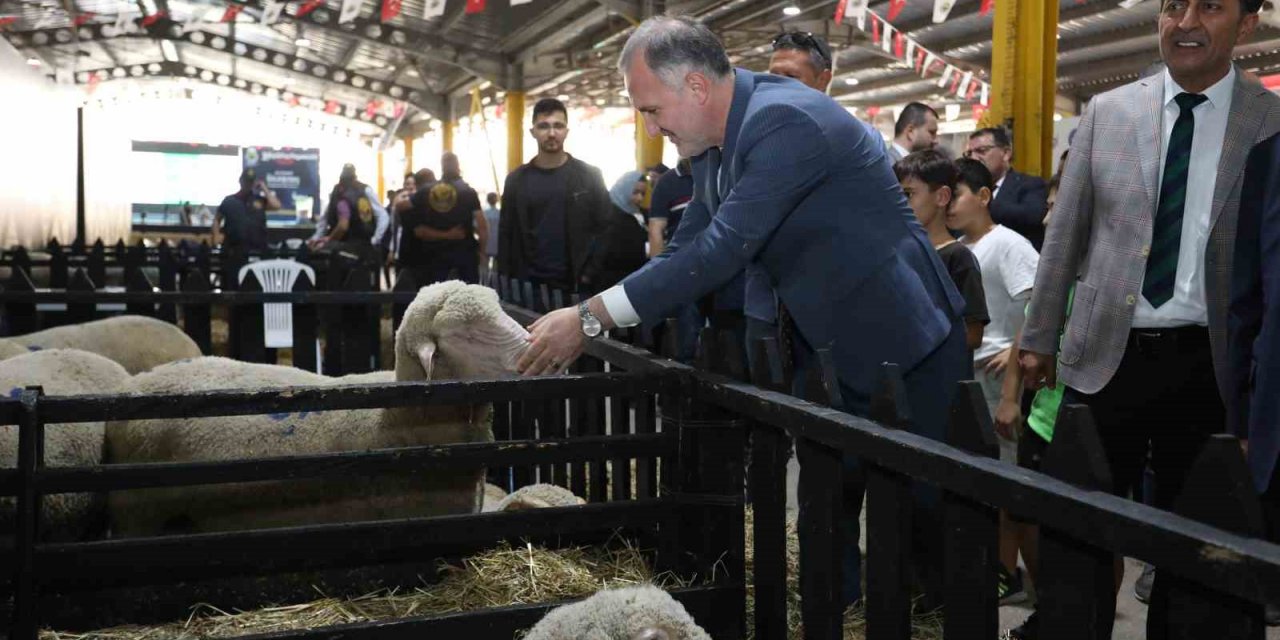 Küçükbaş Hayvancılık Festivali 40 Bin Sektör Temsilcisini İnegöl’de Buluşturdu