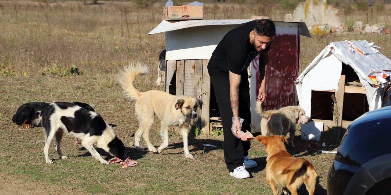 "Daha sonra alacağız" diyerek 80 köpeği boş araziye bıraktılar