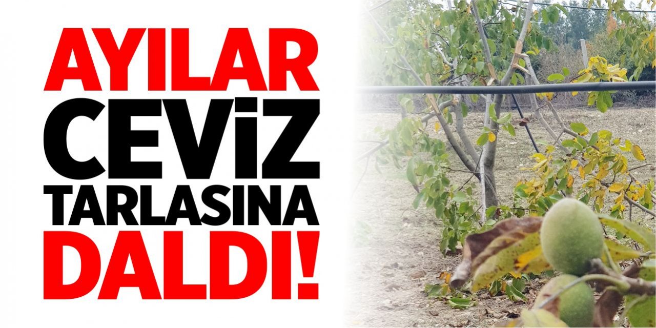 Ayılar ceviz tarlasına daldı!